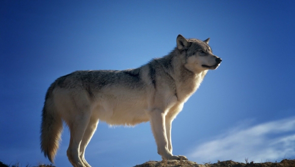 Loup: le Valais veut supprimer les meutes du Simplon et du Chablais